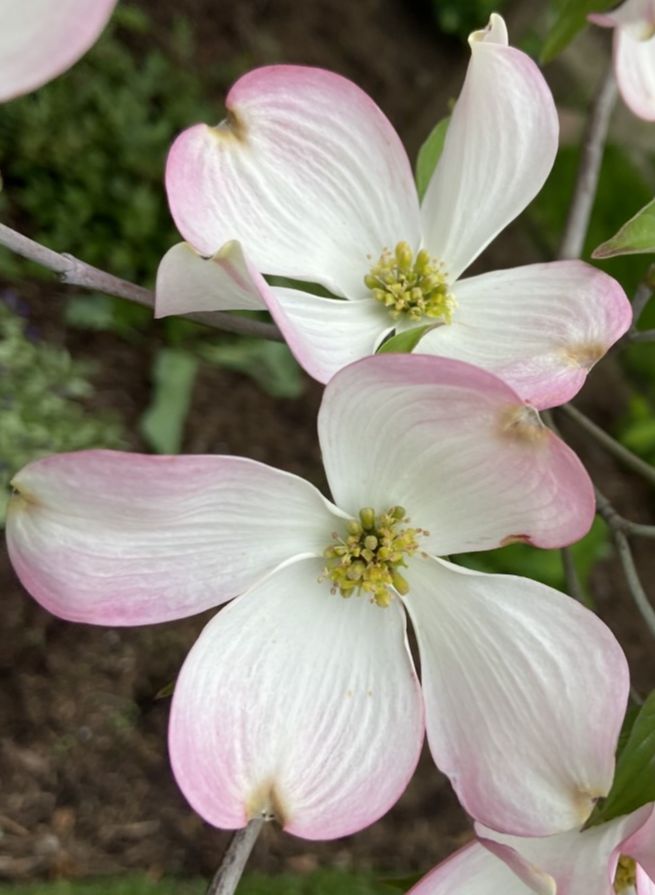Cornaceae Cornus florida