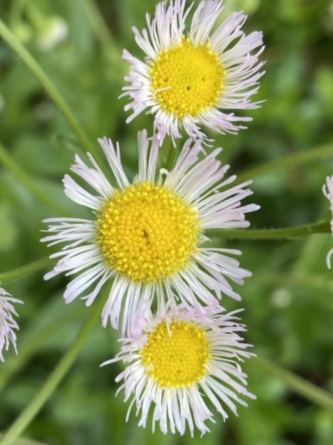 Asteraceae Erigeron philadelphicus