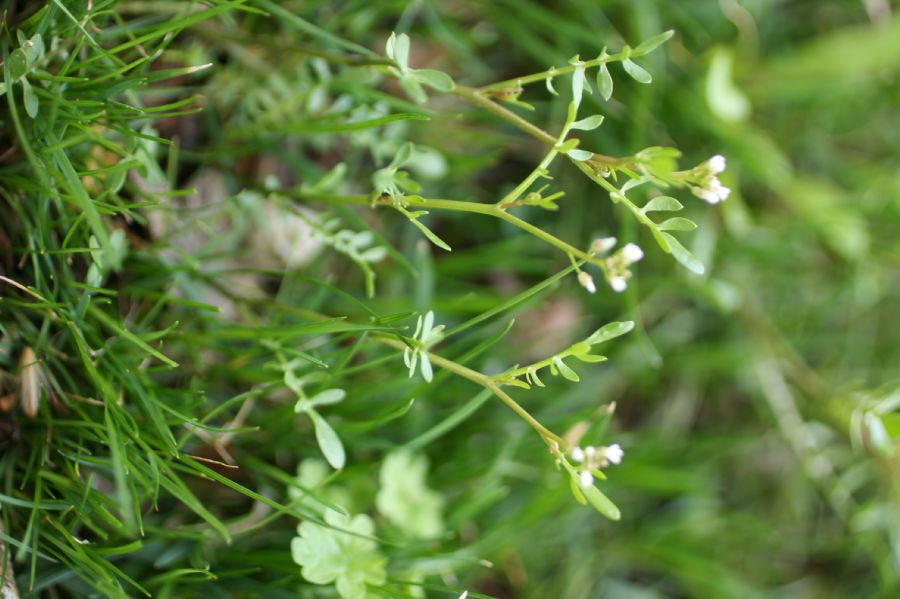 Brassicaceae Planodes virginica