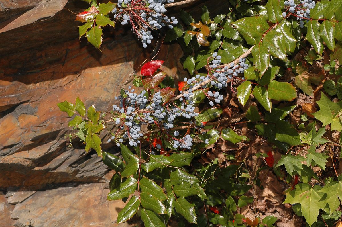 Berberidaceae Berberis aquifolium