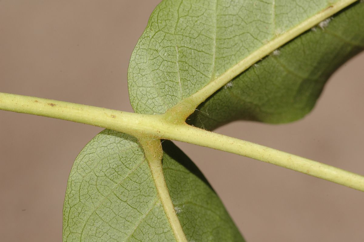 Juglandaceae Pterocarya fraxinifolia