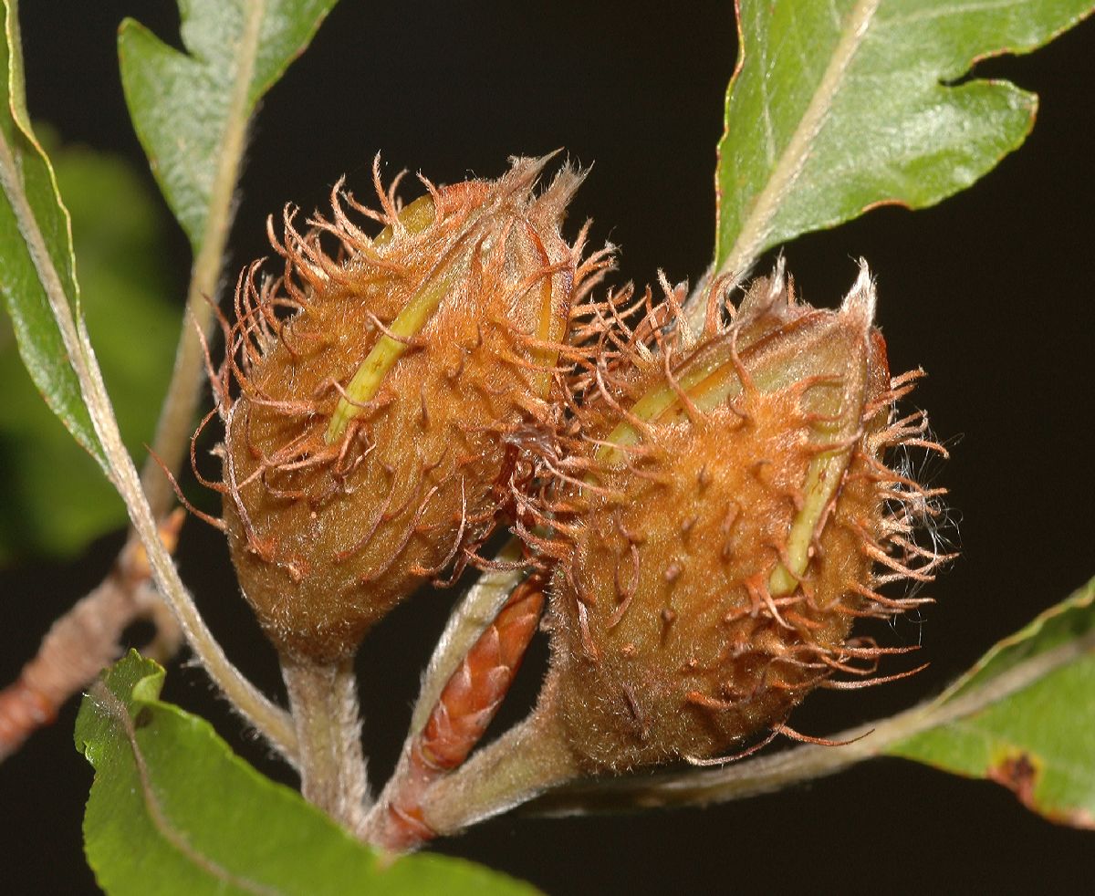 Fagaceae Fagus sylvatica