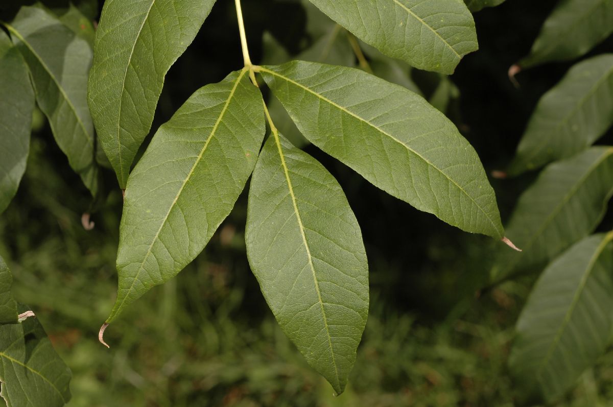 Rutaceae Phellodendron 