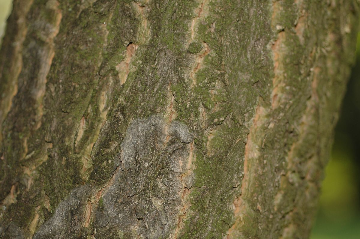 Rutaceae Phellodendron 