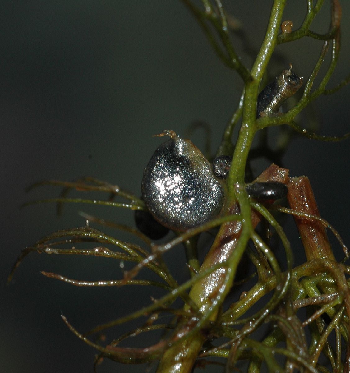 Lentibulariaceae Utricularia 