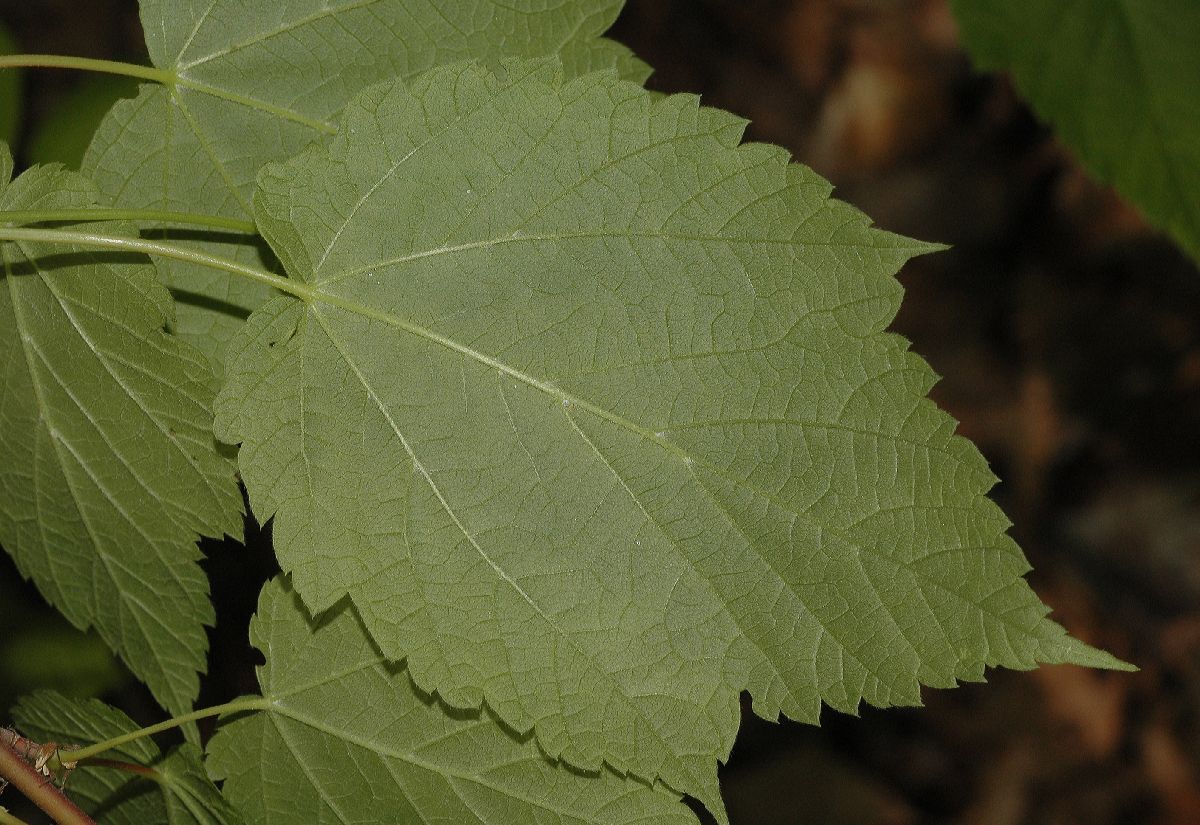 Aceraceae Acer spicatum