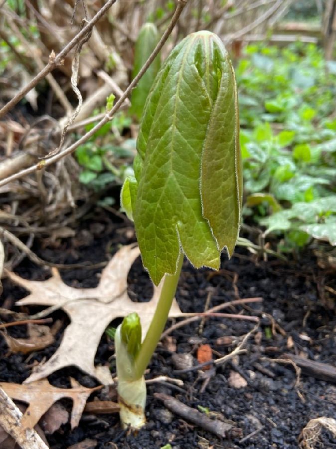 Berberidaceae Podophyllum peltatum