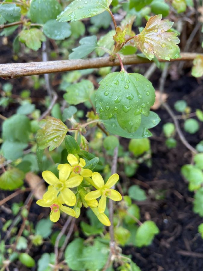 Grossulariaceae Ribes aureum