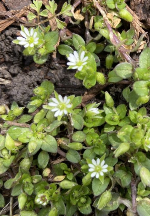 Caryophyllaceae Stellaria media
