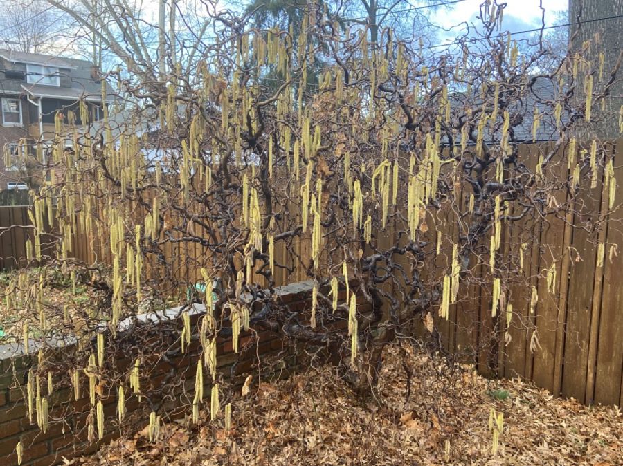 Betulaceae Corylus avellana