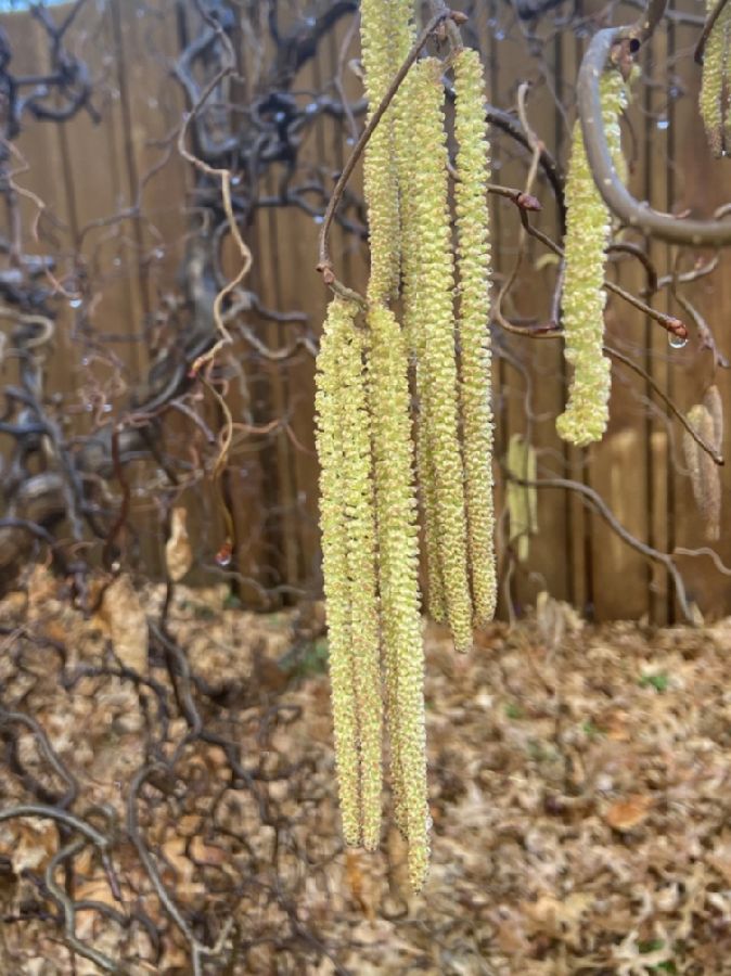 Betulaceae Corylus avellana