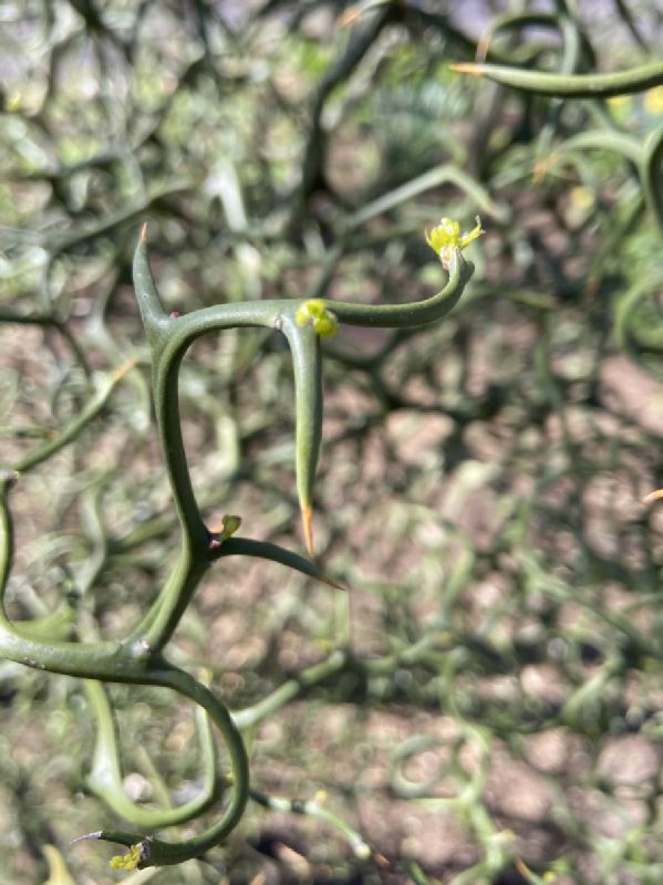 Rutaceae Poncirus trifoliata