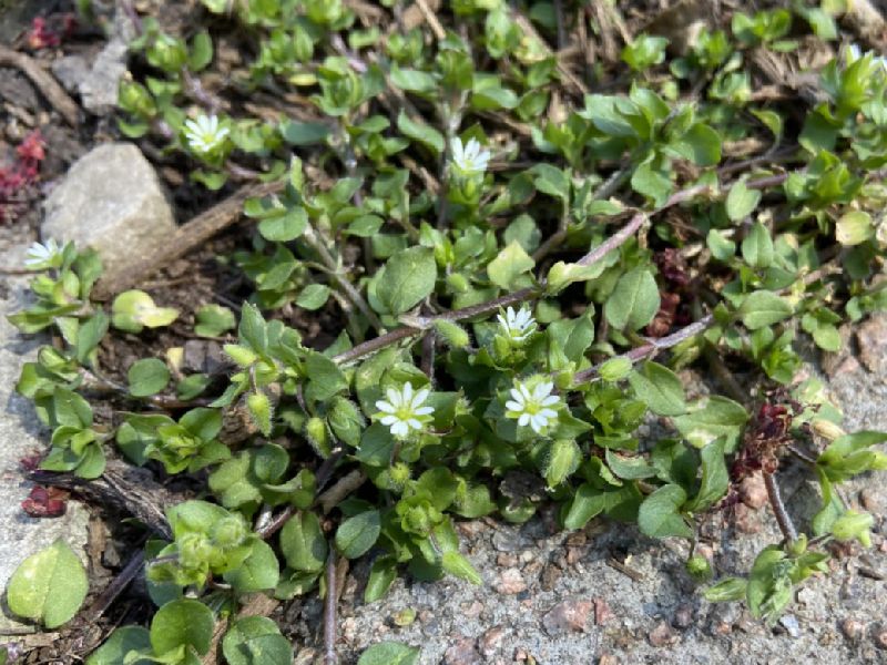 Caryophyllaceae Stellaria media