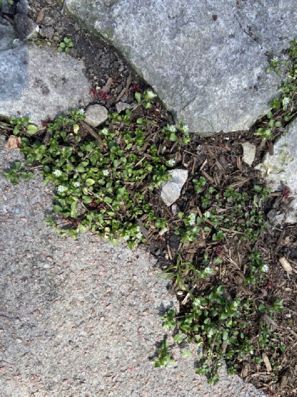 Caryophyllaceae Stellaria media