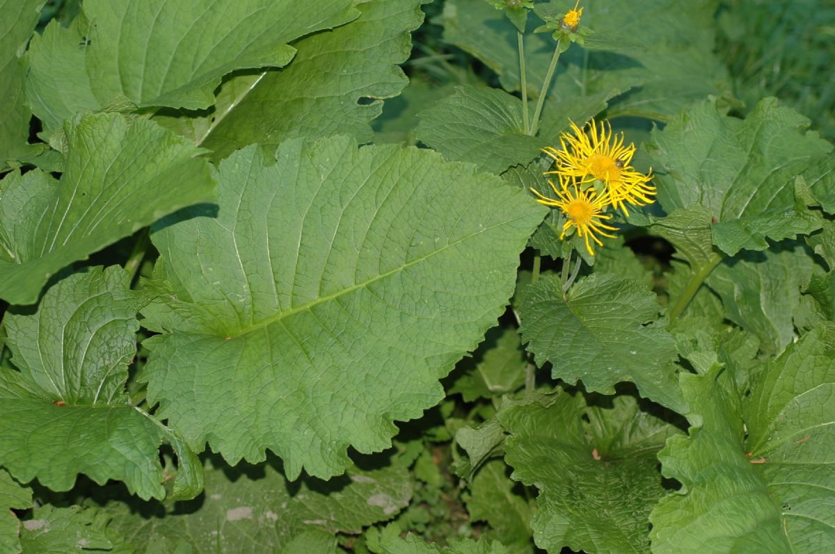 Asteraceae Doronicum 