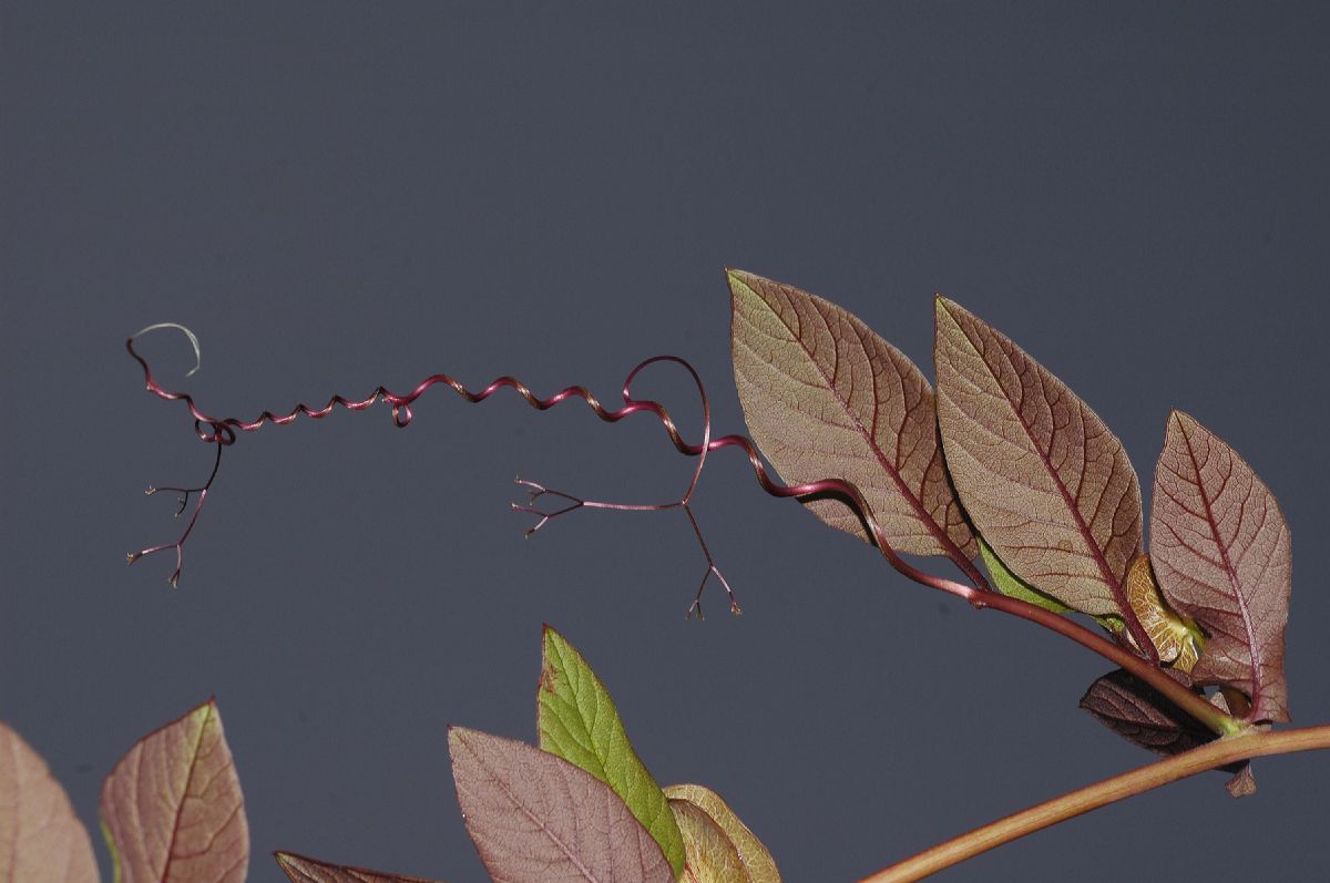 Polemoniaceae Cobaea scandens