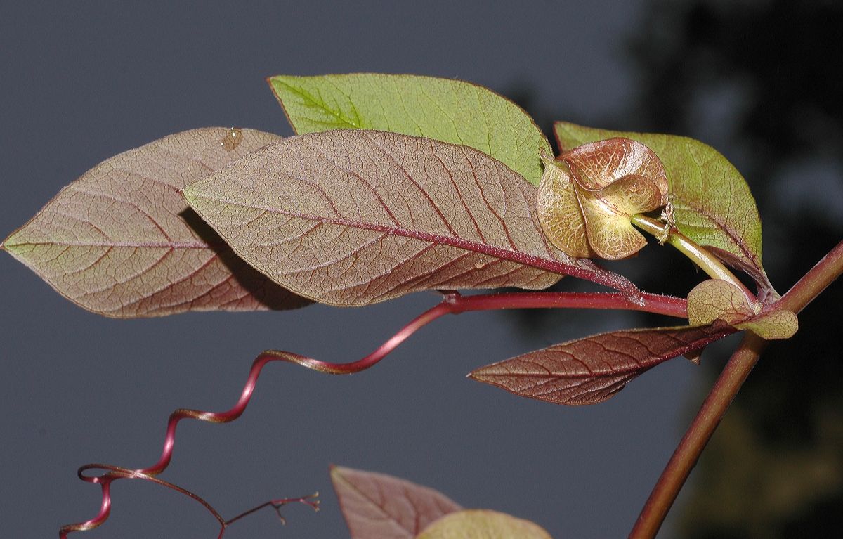 Polemoniaceae Cobaea scandens