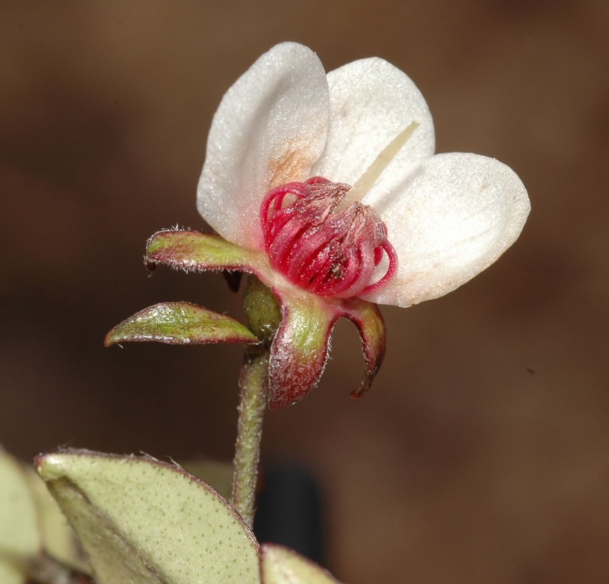 Myrtaceae Ugni myricoides