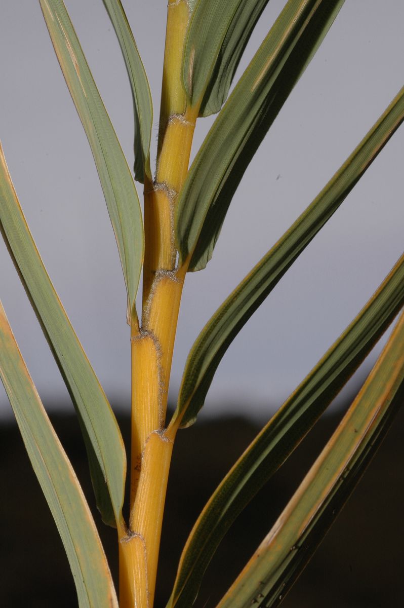 Poaceae Chusquea subtessellata