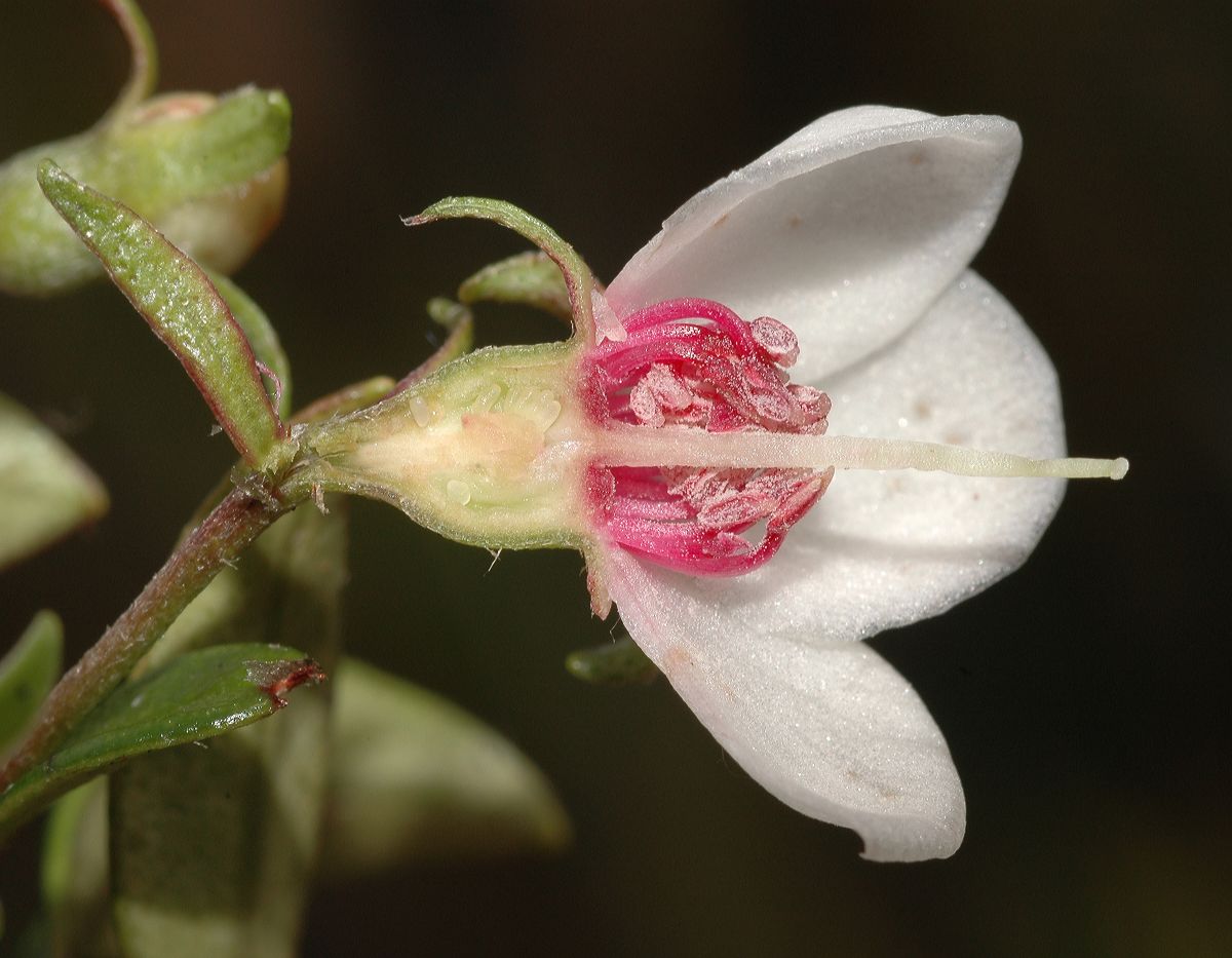 Myrtaceae Ugni myricoides