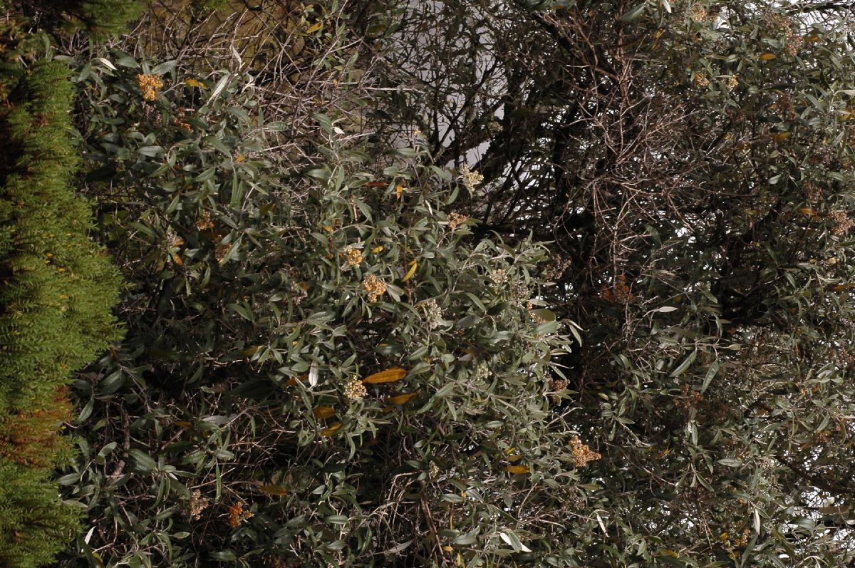 Scrophulariaceae Buddleja nitida