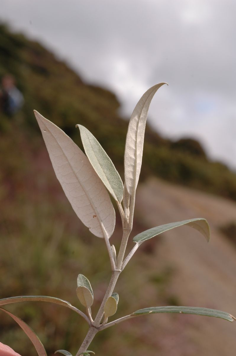 Scrophulariaceae Buddleja nitida