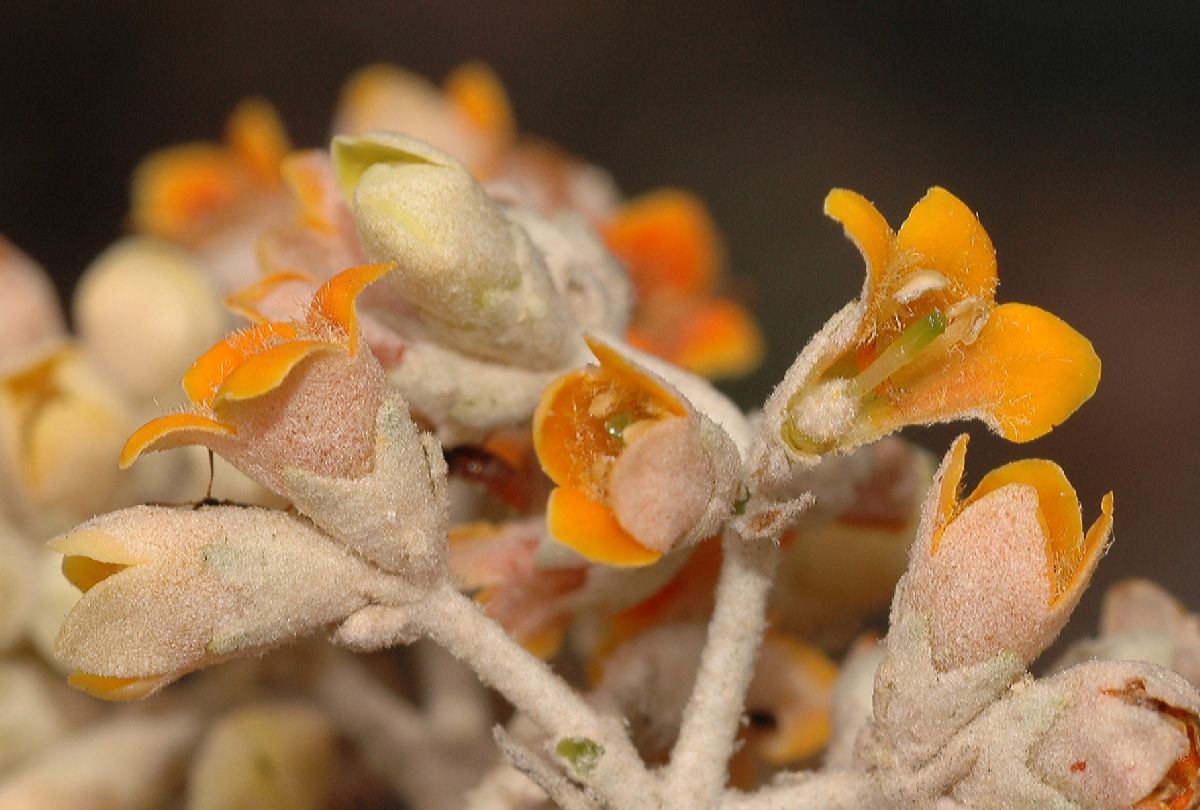 Scrophulariaceae Buddleja nitida