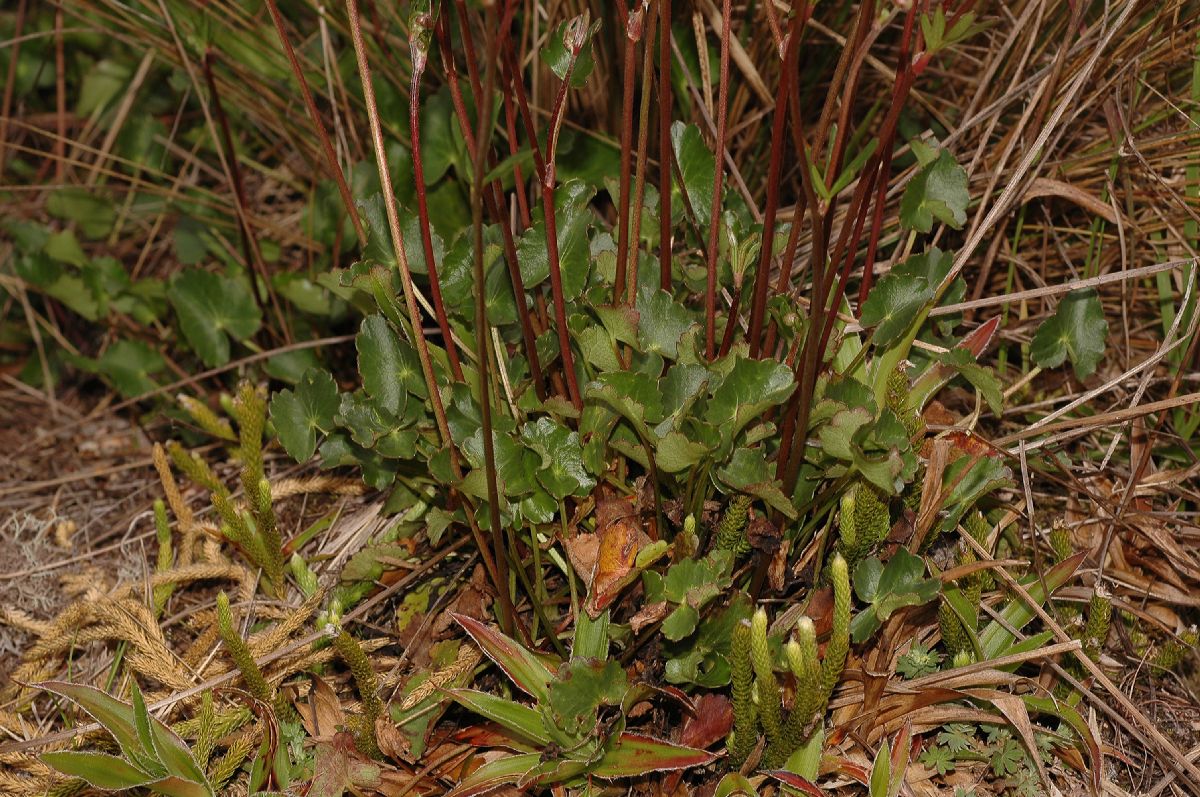 Ranunculaceae Ranunculus 