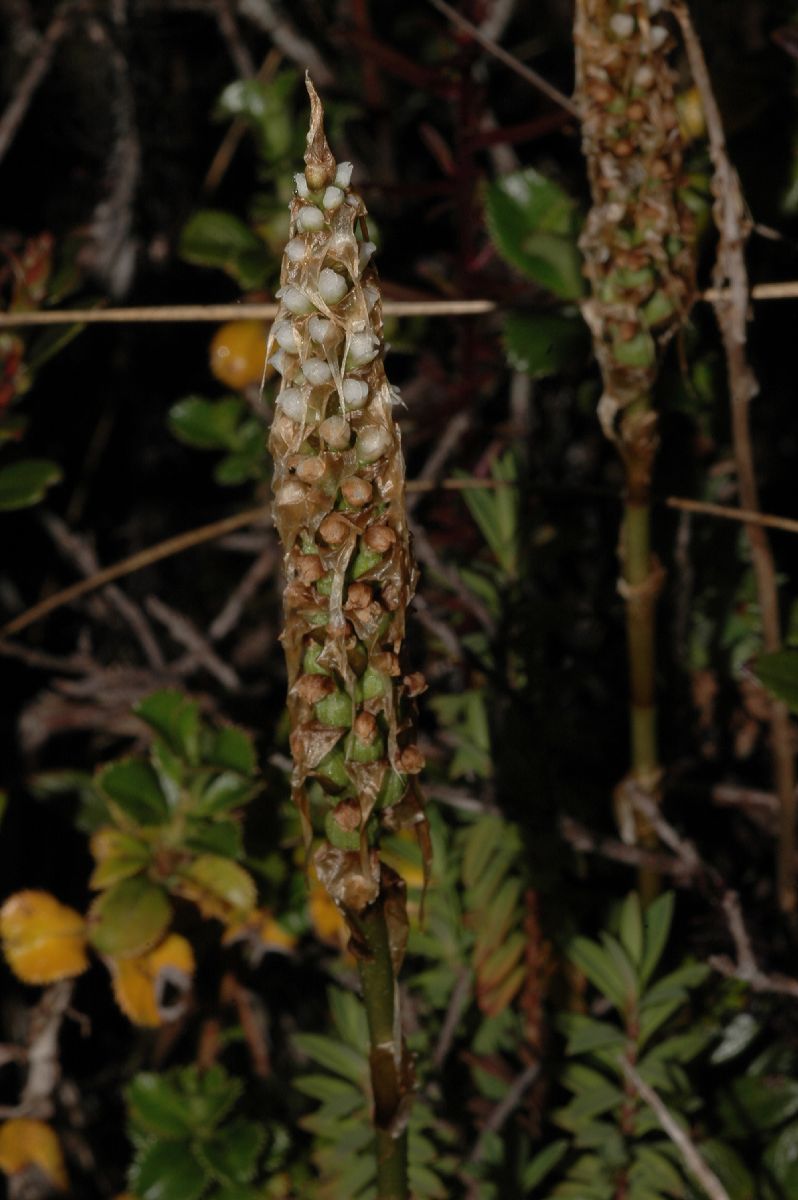 Orchidaceae Aa paleacea