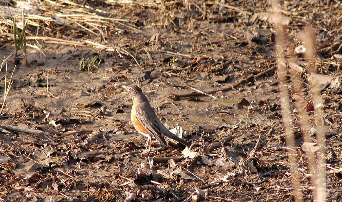 Turdidae Turdus migratorius