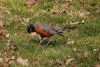 image of Turdus migratorius