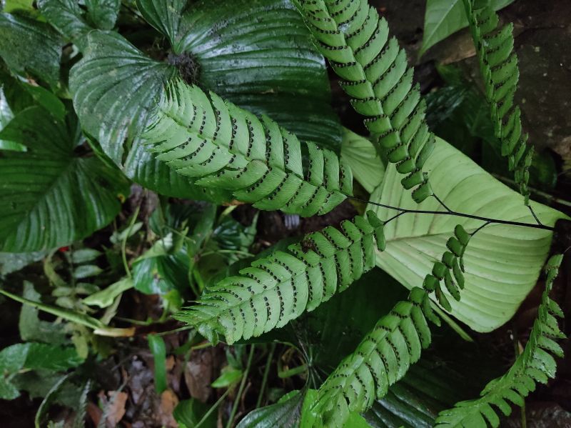 Pteridaceae Adiantum tomentosum