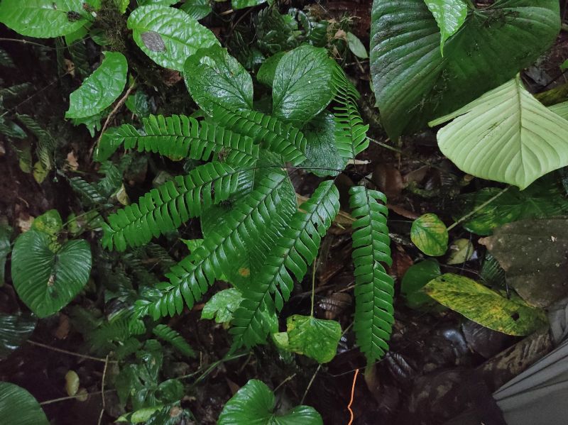 Pteridaceae Adiantum tomentosum