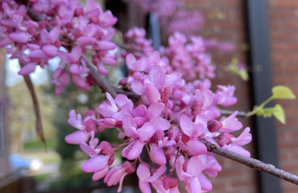 Fabaceae Cercis canadensis