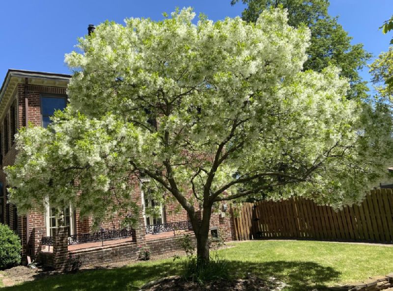 Oleaceae Chionanthus virginicus