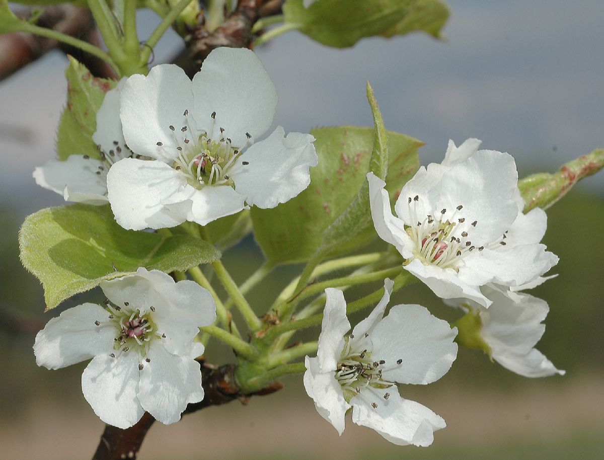 Rosaceae Pyrus pyrifolia