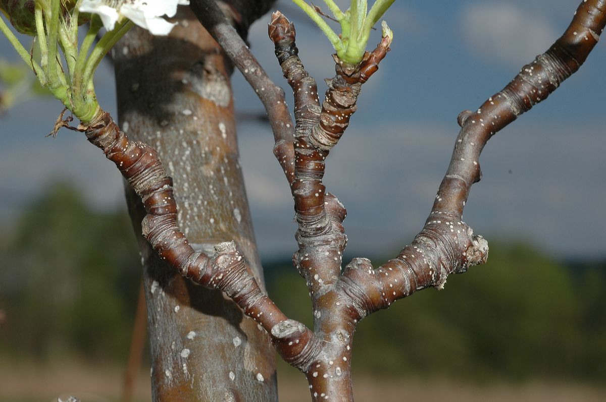 Rosaceae Pyrus pyrifolia