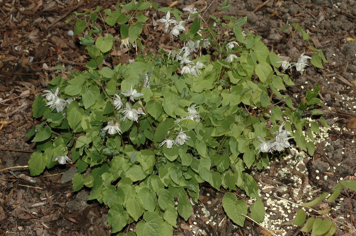 Berberidaceae Epimedium youngianum