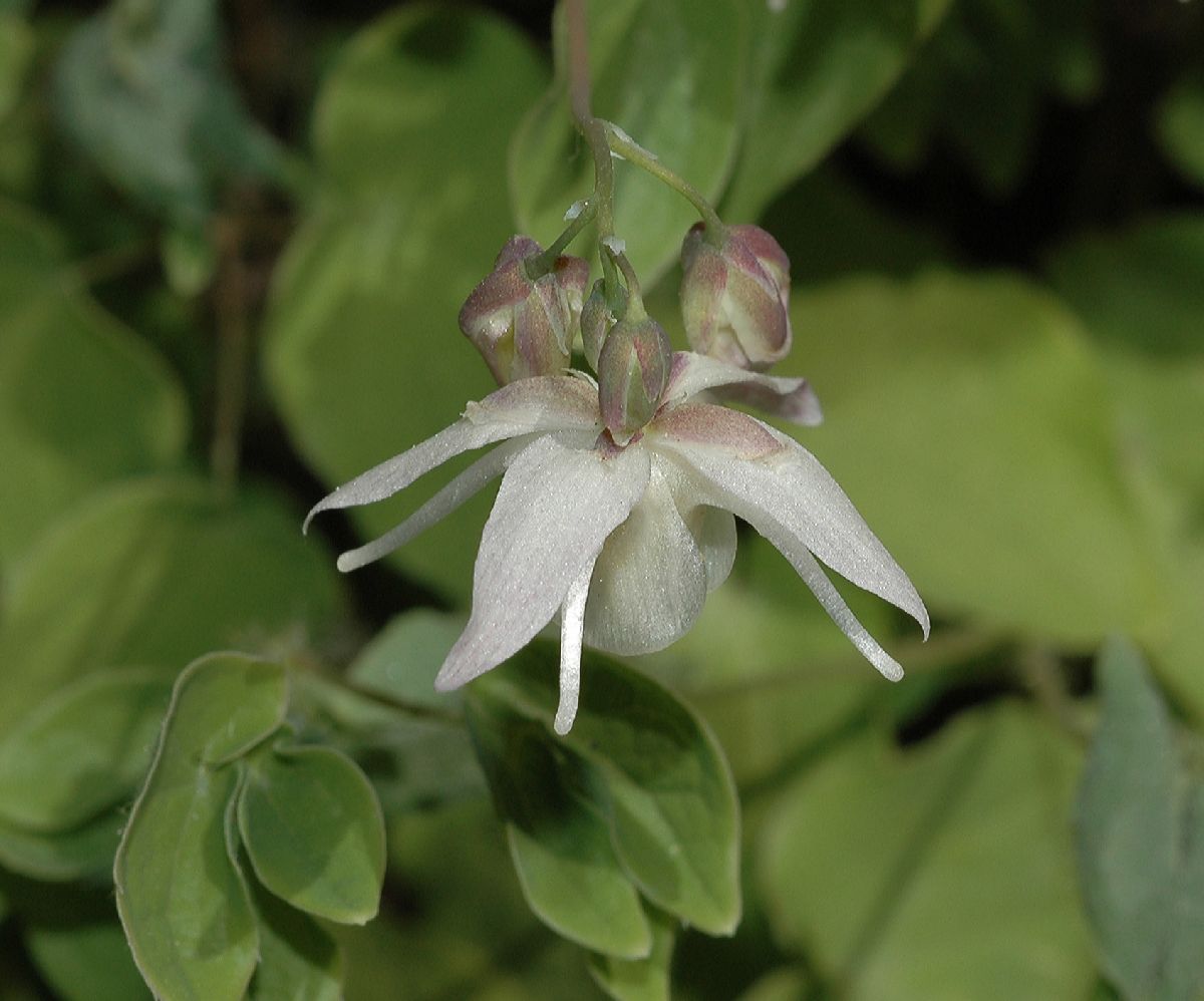 Berberidaceae Epimedium youngianum