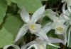 image of Epimedium youngianum