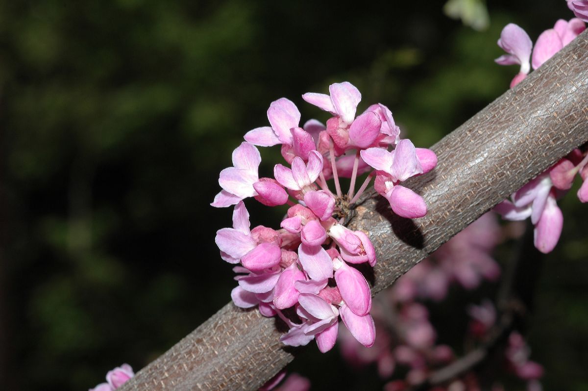 Fabaceae Cercis canadensis