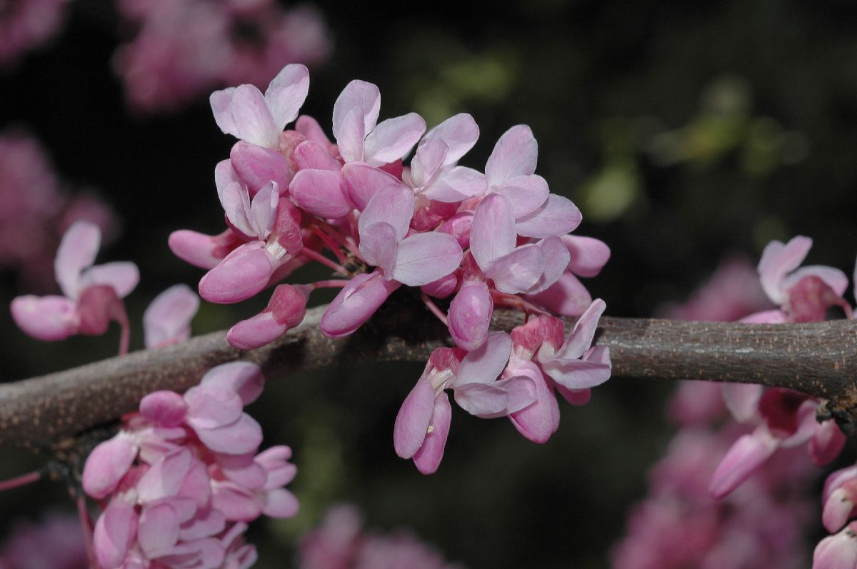 Fabaceae Cercis canadensis