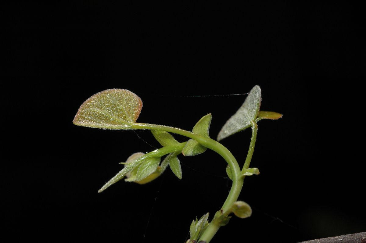 Fabaceae Cercis canadensis