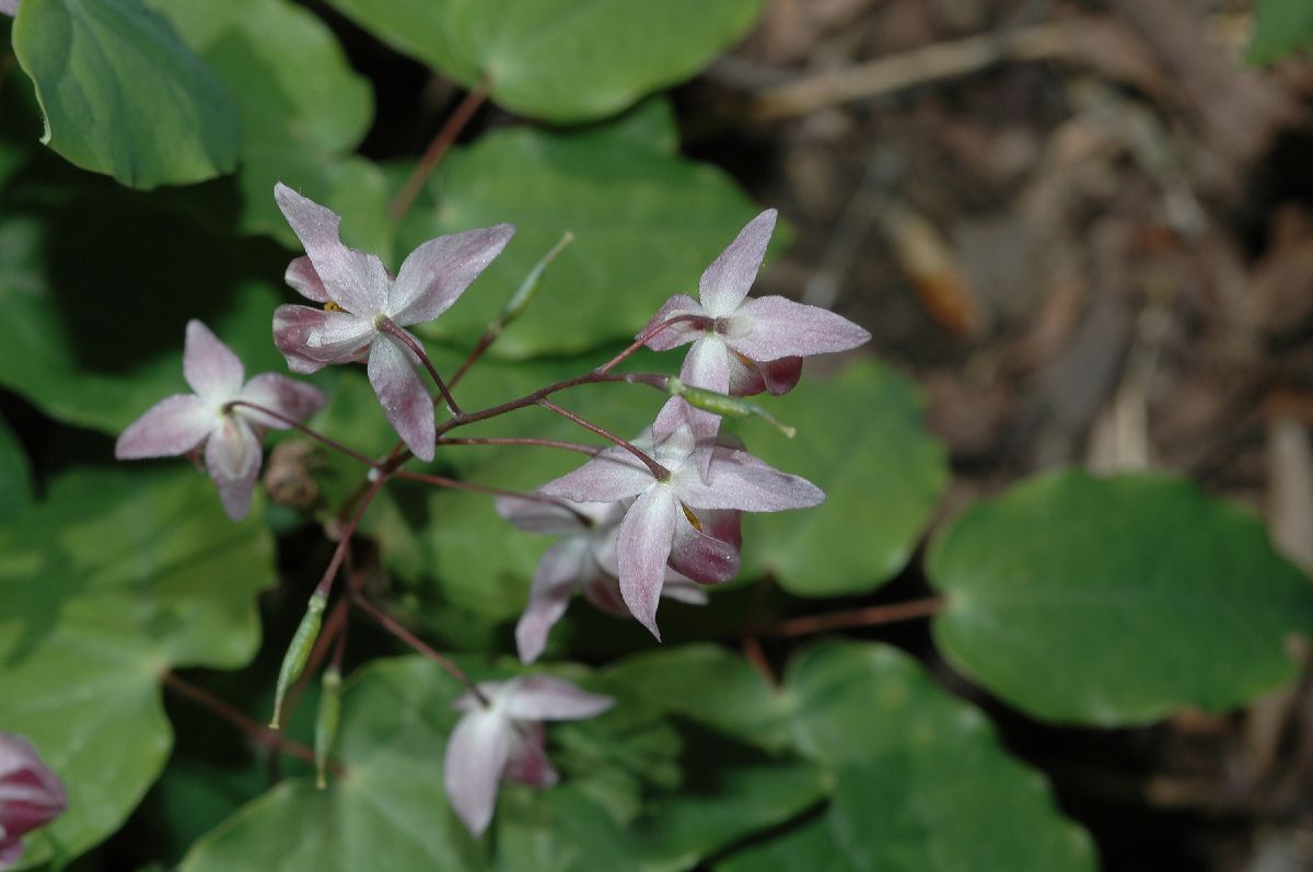 Berberidaceae Epimedium youngianum