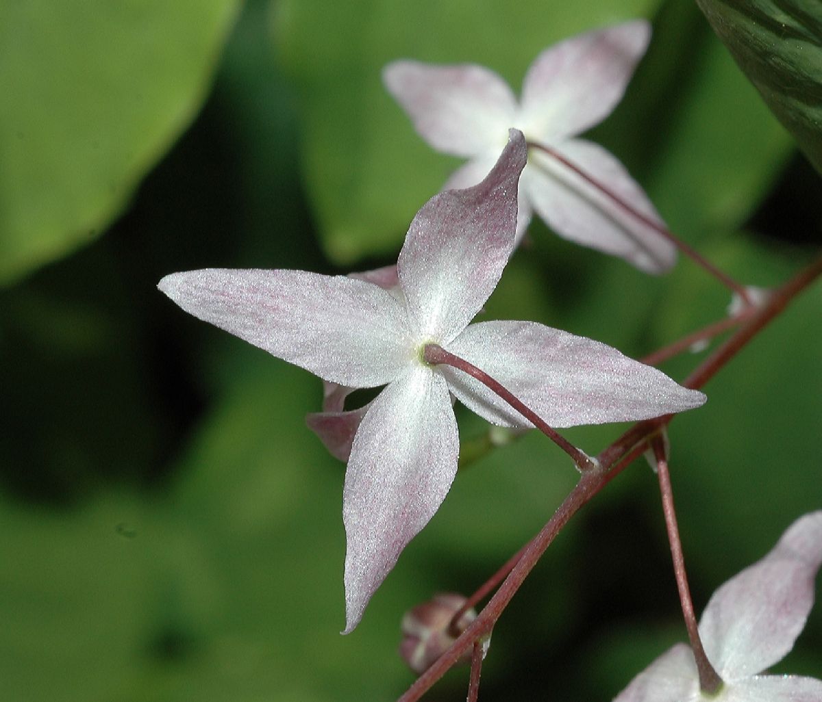 Berberidaceae Epimedium youngianum