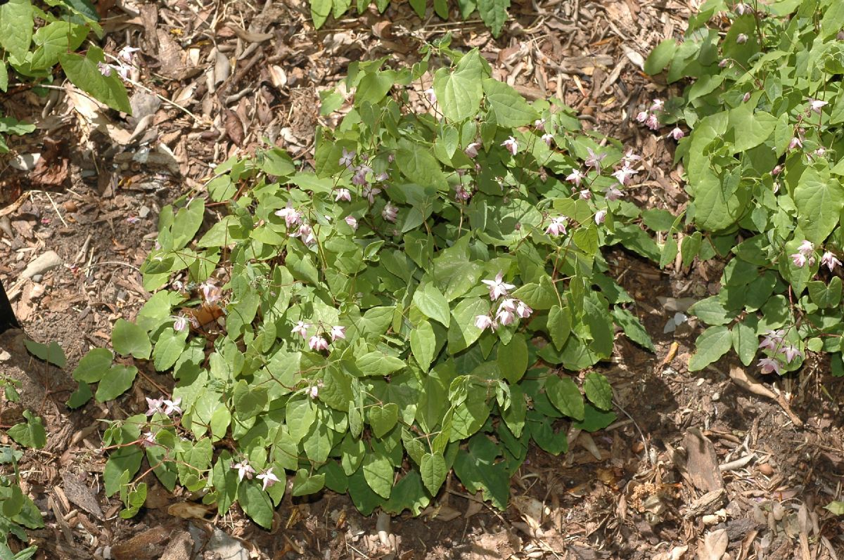 Berberidaceae Epimedium youngianum