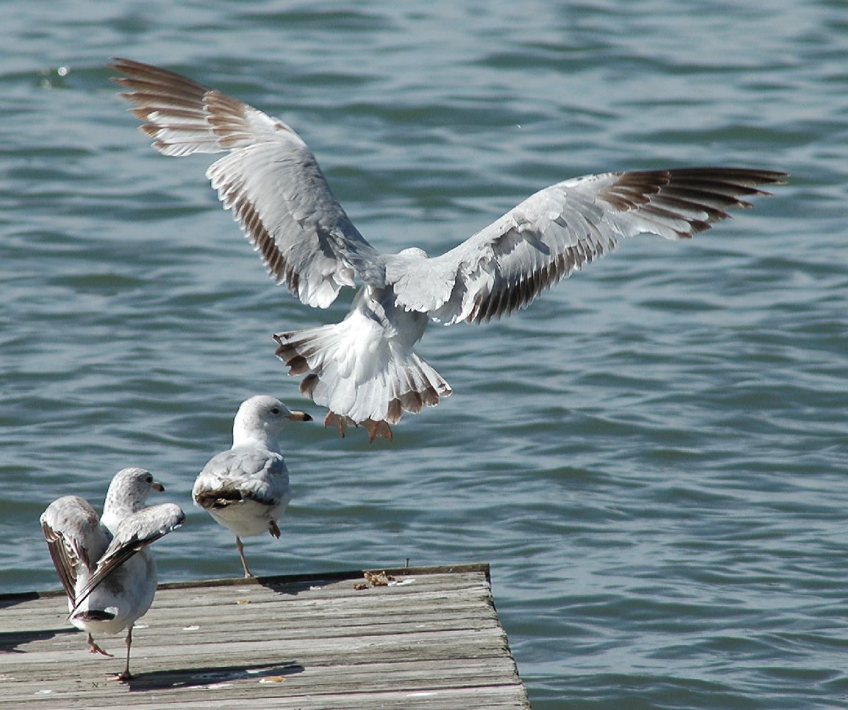 Laridae Larus delawarensis