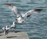 image of Larus delawarensis