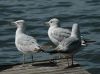 image of Larus delawarensis