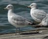 image of Larus delawarensis